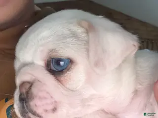 Pug dogs Spot - Ad 18