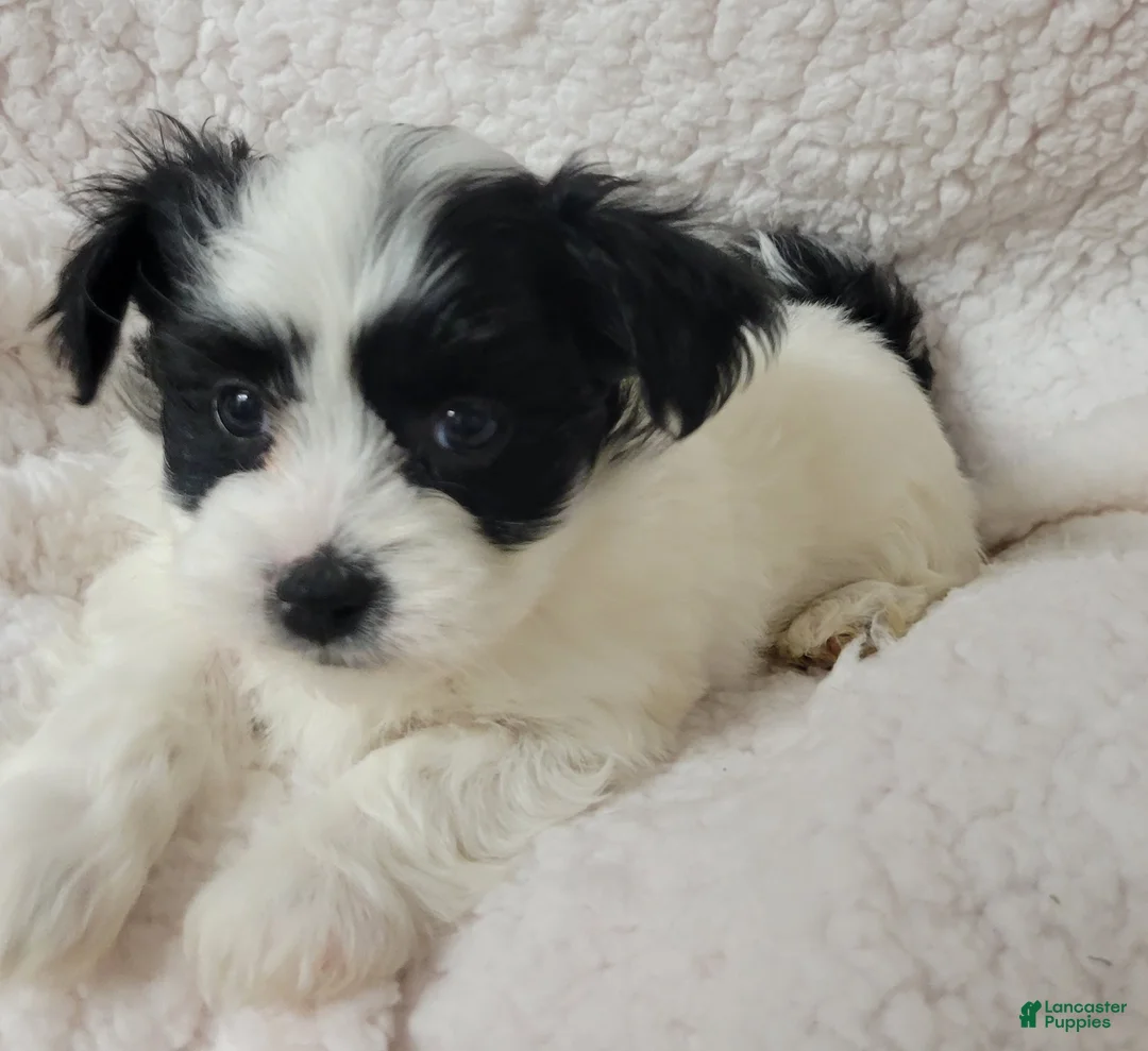 Havanese dogs for sale: Havanese 3 Spark - Ad 2