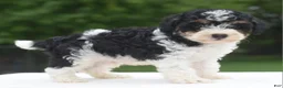 Toy Poodle dogs for sale: Bentley  - Ad 11