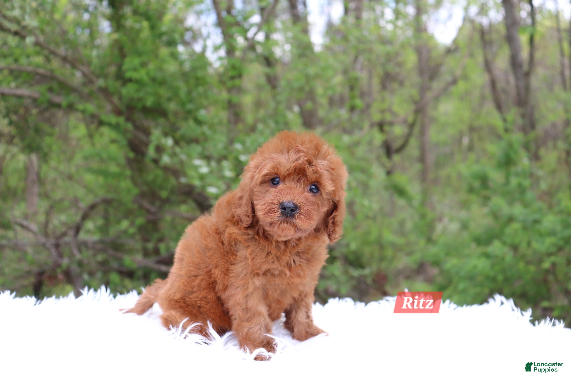 Cavapoo dogs for sale: Ritz - Ad 3