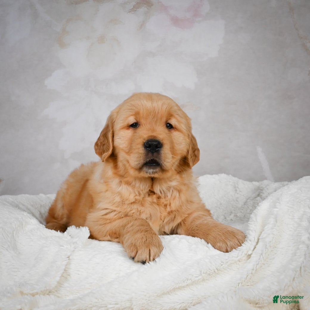 Golden Retriever dogs Romeo - Ad 12