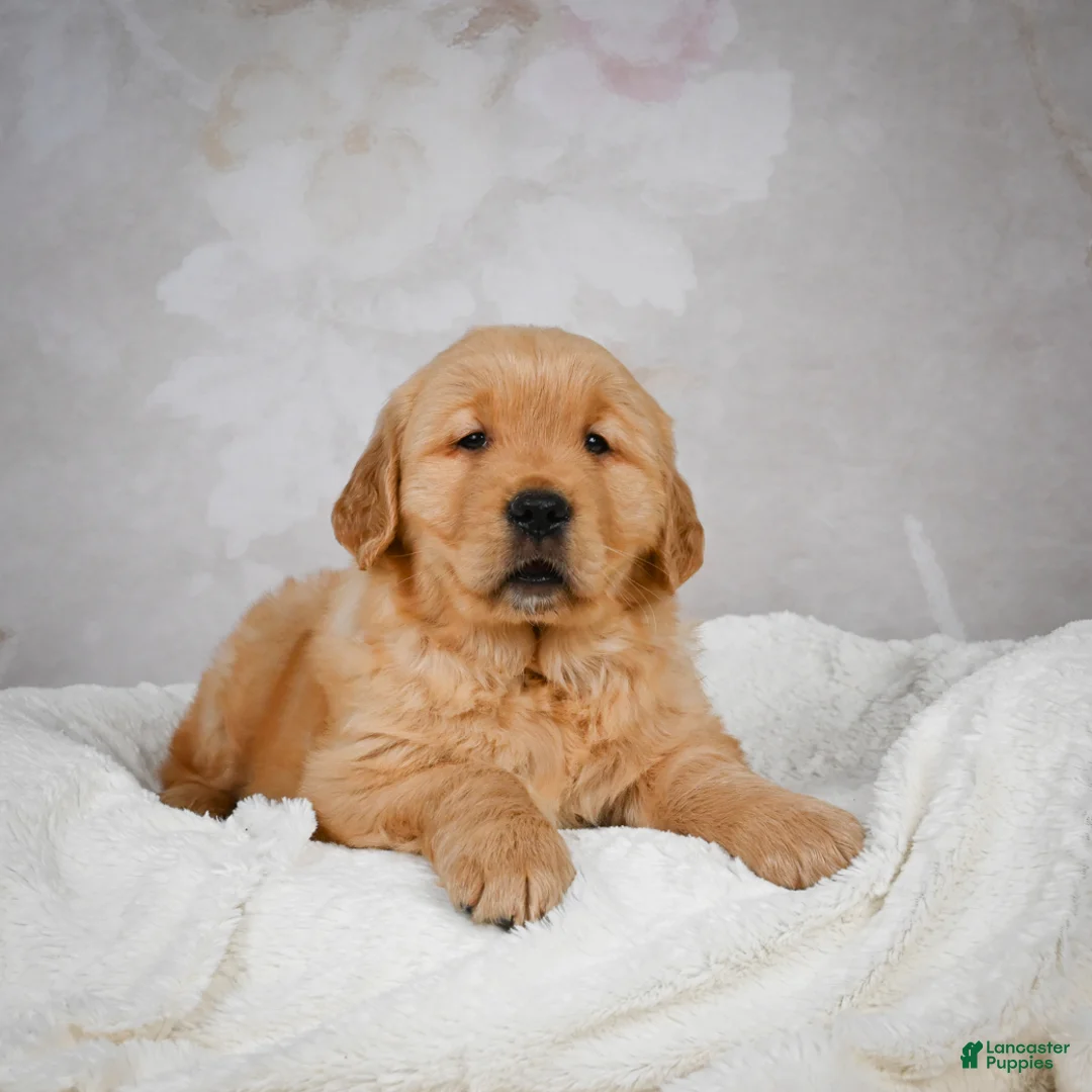 Golden Retriever dogs for sale: Romeo - Ad 1