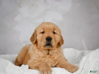Golden Retriever dogs Romeo - Ad 12