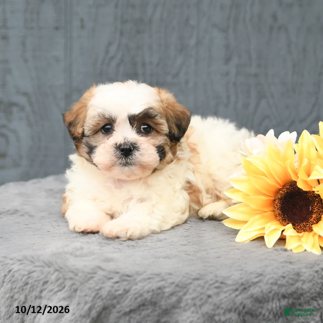 Teddy Bear dogs for sale: Chester - Ad 3