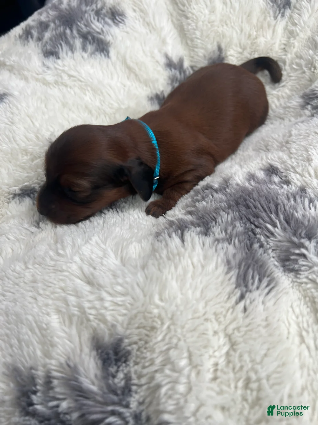 Miniature Dachshund dogs for sale: Cookie - Ad 7