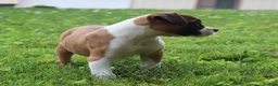 Boxer dogs for sale: Piper - Ad 4