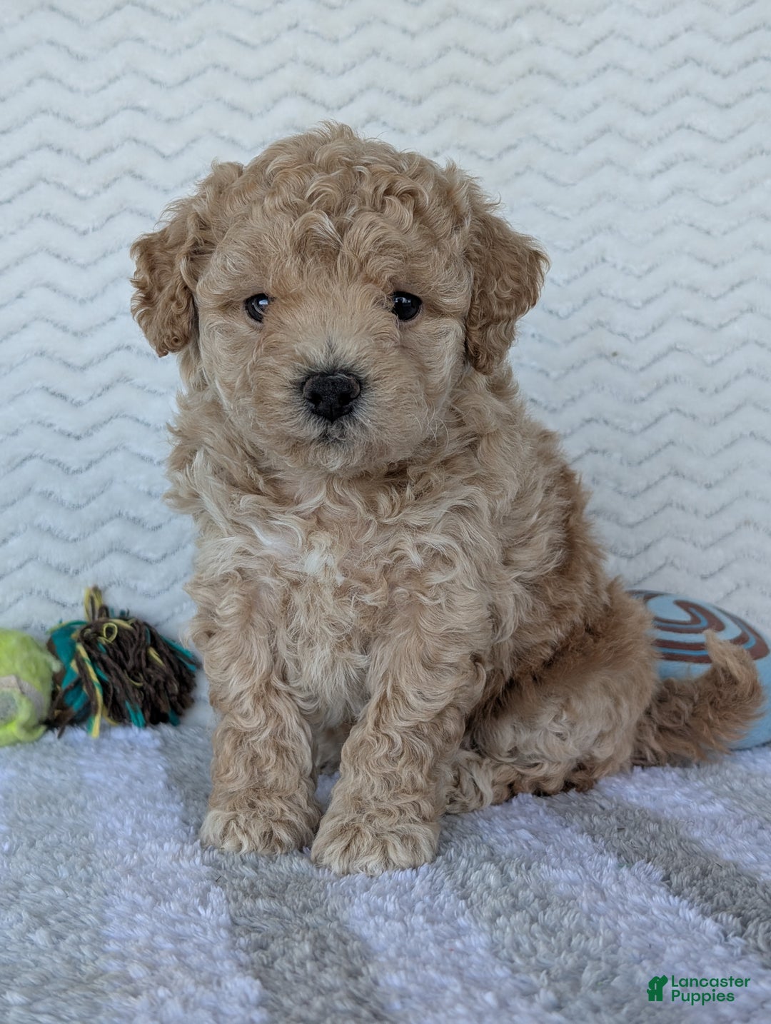 Bichpoo dogs for sale: Darla - Ad 8