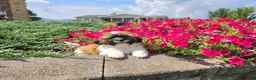 Shih Tzu dogs for sale: Andy - Ad 10