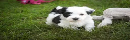 Havanese dogs for sale: Penny Havanese  - Ad 22