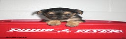 Yorkiepoo dogs for sale: Theo - Ad 20