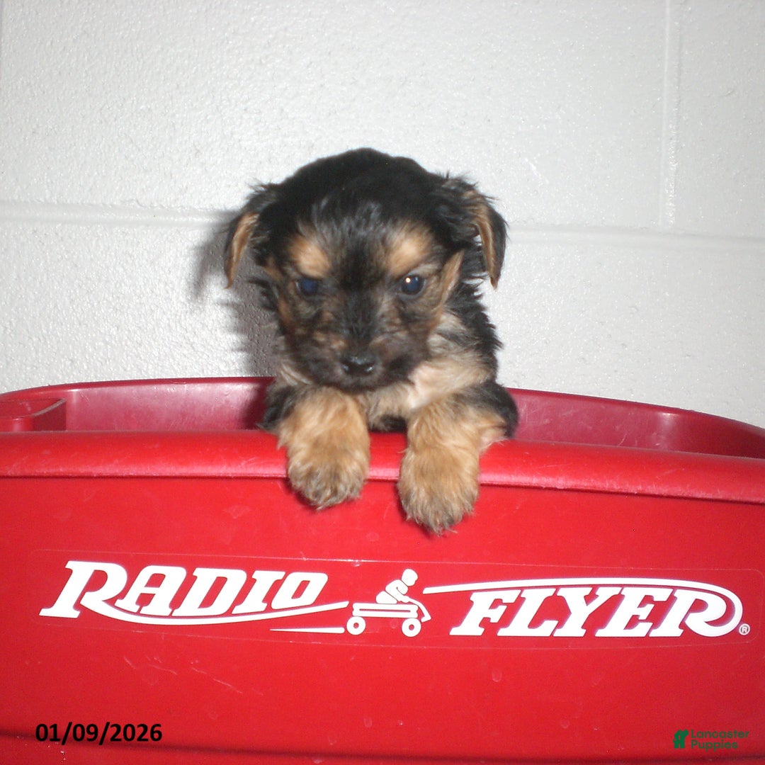 Yorkiepoo dogs for sale: Theo - Ad 20
