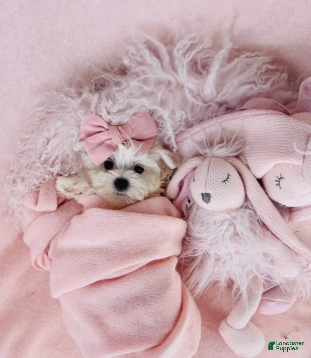 Maltese dogs for sale: Maltese 1 - Ad 1