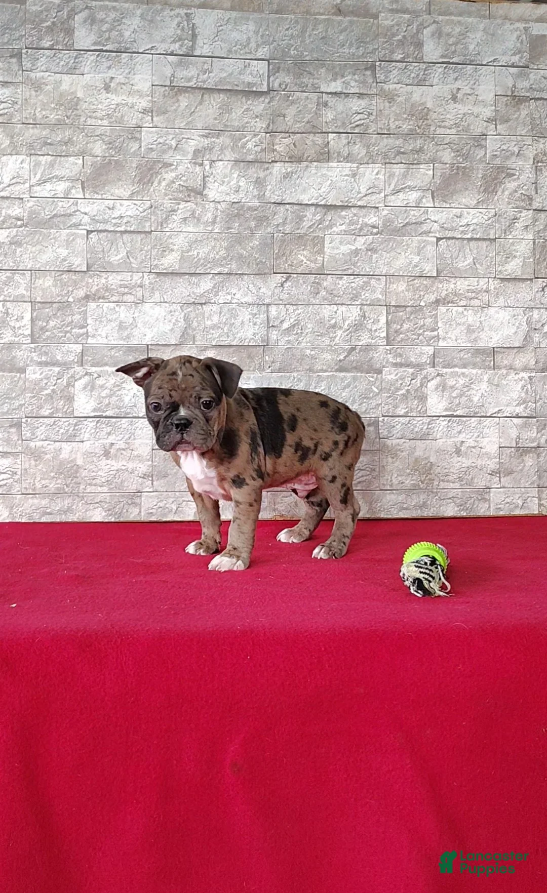 Mixed Breed dogs for sale: Alex - Ad 2