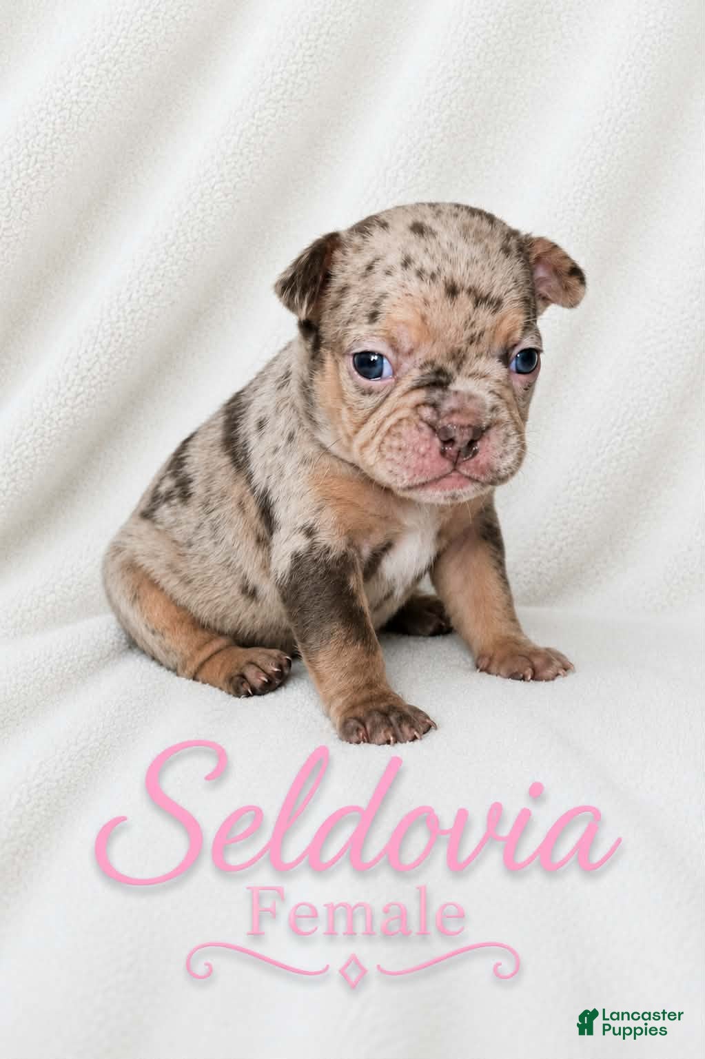 French Bulldog dogs Seldovia  - Ad 2