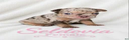 French Bulldog dogs for sale: Seldovia  - Ad 2