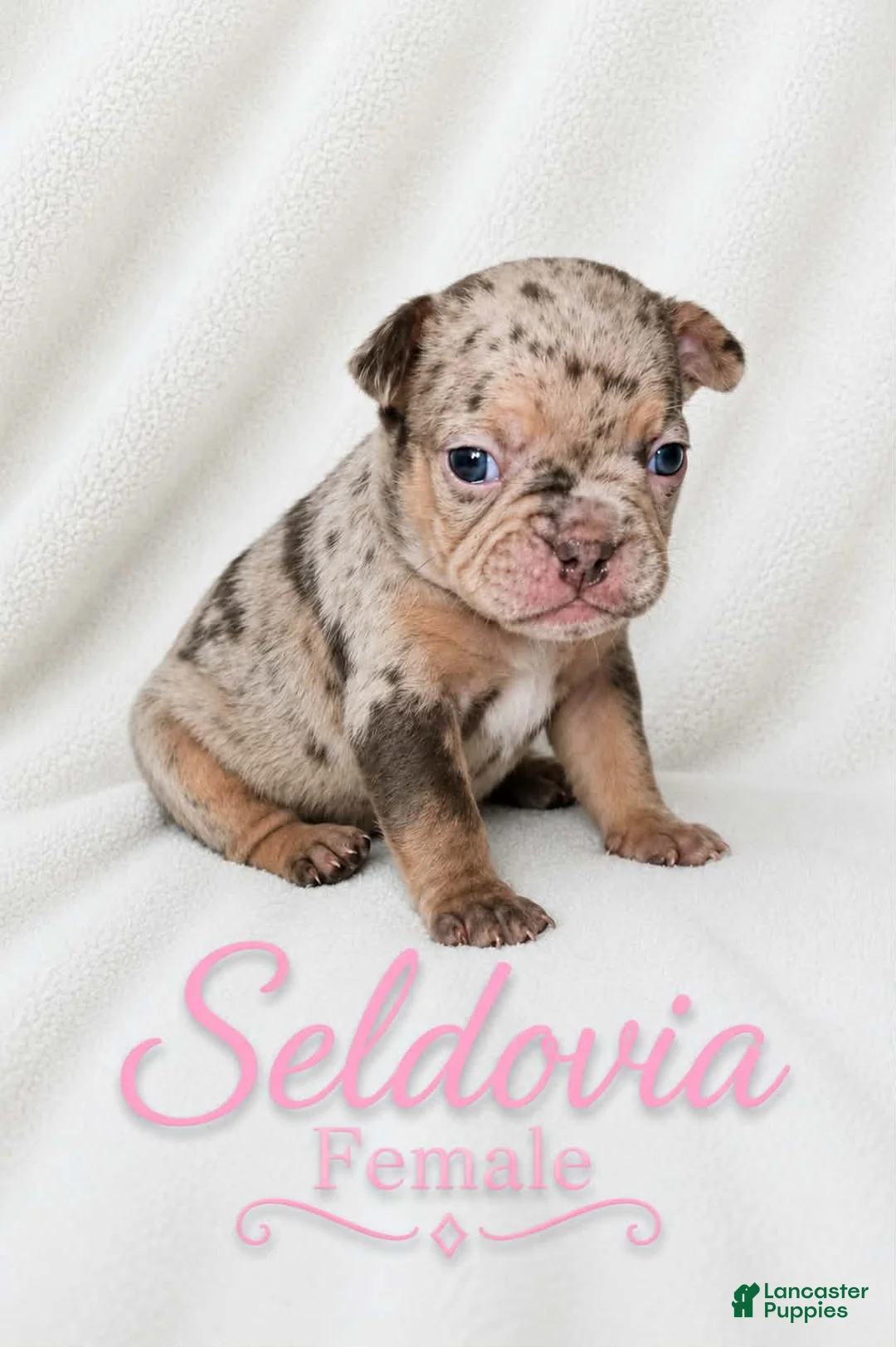 French Bulldog dogs for sale: Seldovia  - Ad 2