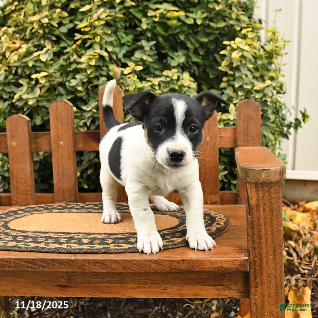 Mixed Breed dogs for sale: Tipsy - Ad 2