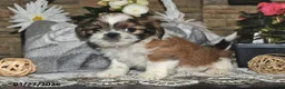 Shih Tzu dogs for sale: Shelly - Ad 3
