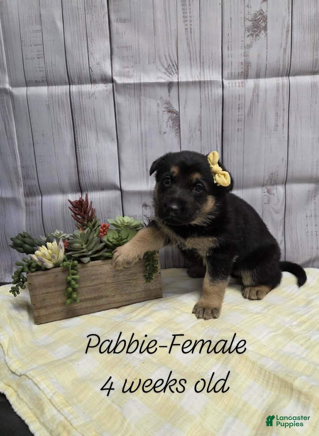 German Shepherd dogs for sale: German Shepherd Puppy 4 - Ad 3