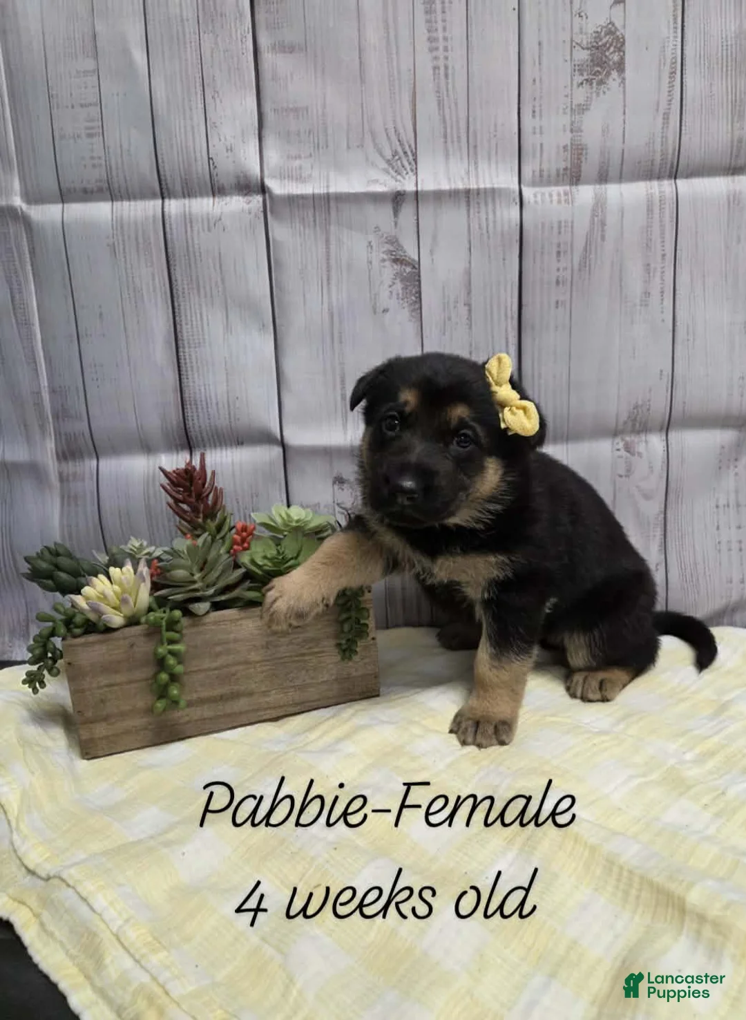 German Shepherd dogs for sale: German Shepherd Puppy 4 - Ad 1