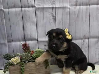 German Shepherd dogs for sale: German Shepherd Puppy 4 - Ad 3