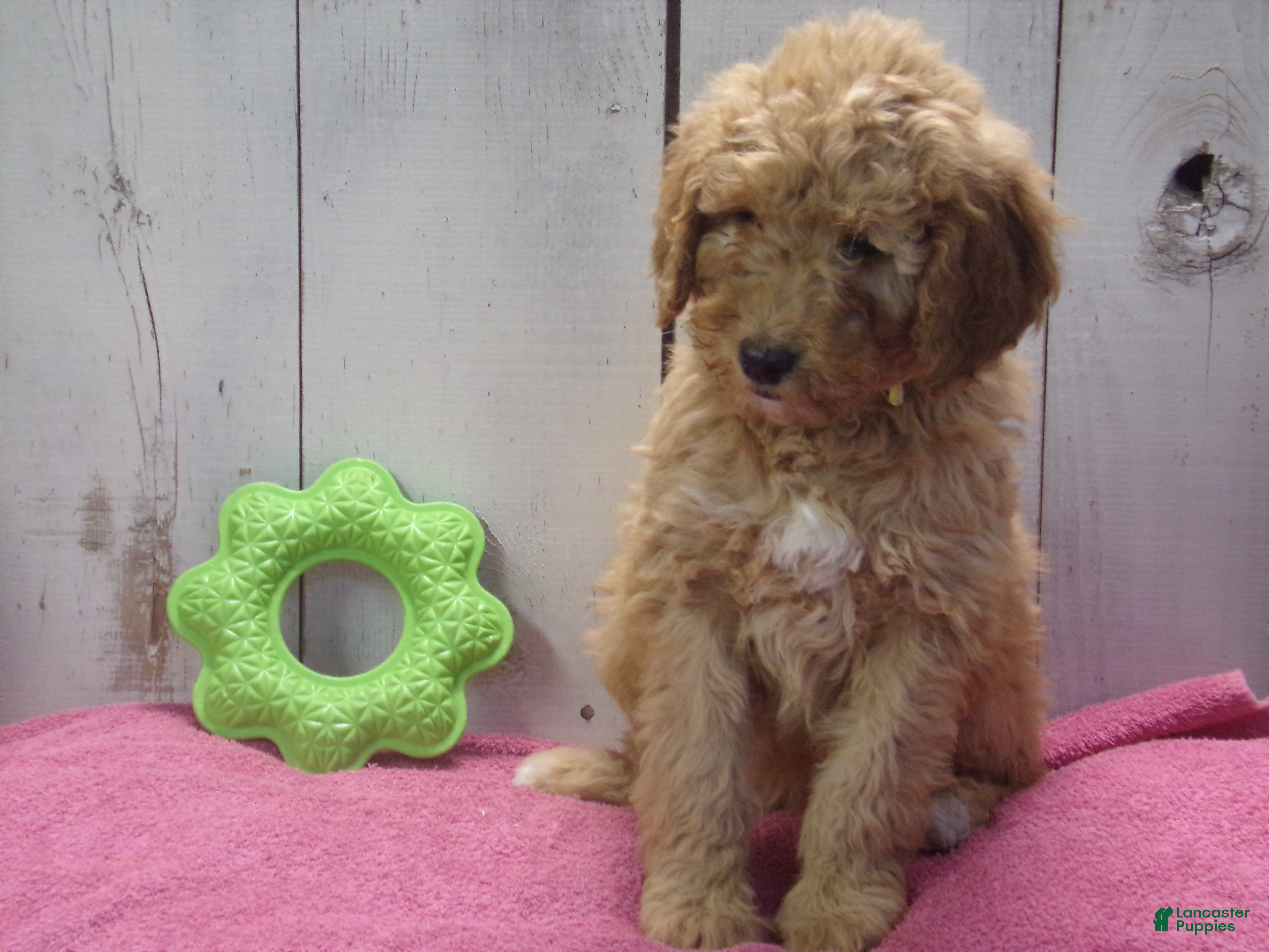 Standard Poodle dogs Edith - Ad 33