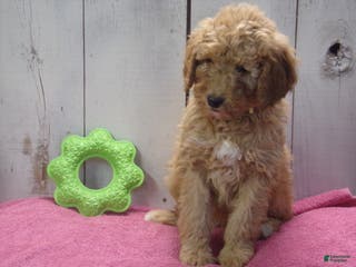 Standard Poodle dogs Edith - Ad 33