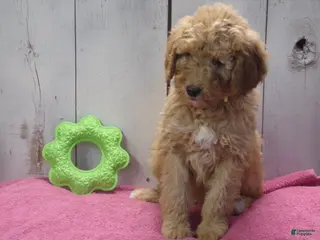 Standard Poodle dogs Edith - Ad 34