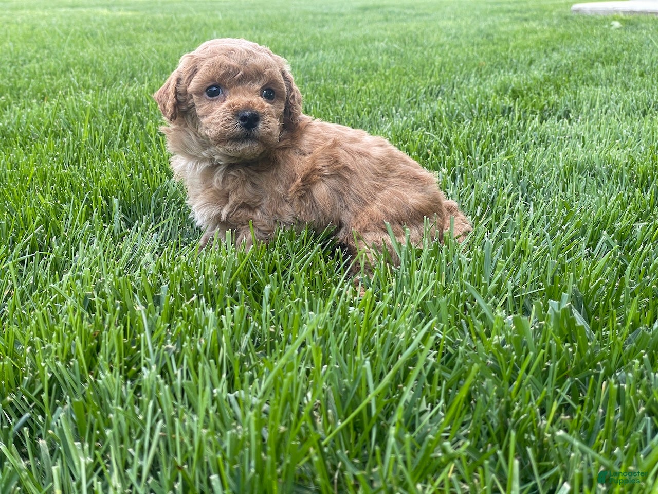 Miniature Poodle dogs Aaron Miniature Poodle Puppy  - Ad 1