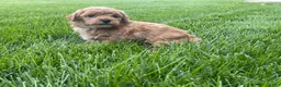 Miniature Poodle dogs for sale: Aaron Miniature Poodle Puppy  - Ad 1
