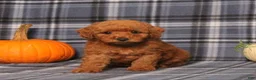 Miniature Poodle dogs for sale: Haven - Ad 4