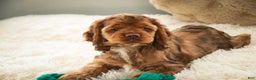 Cocker Spaniel dogs for sale: Avery - Ad 2