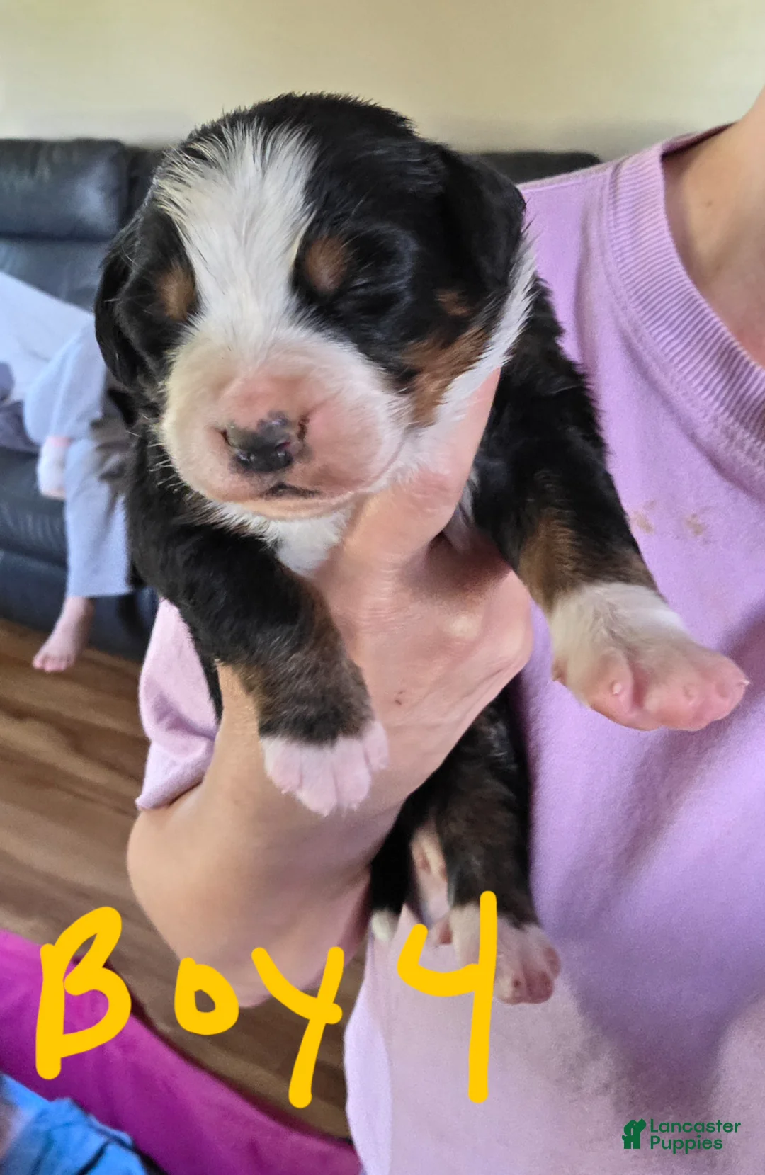 Bernese Mountain Dog dogs for sale: Bernese Mountain Dog Puppy 2 - Ad 2