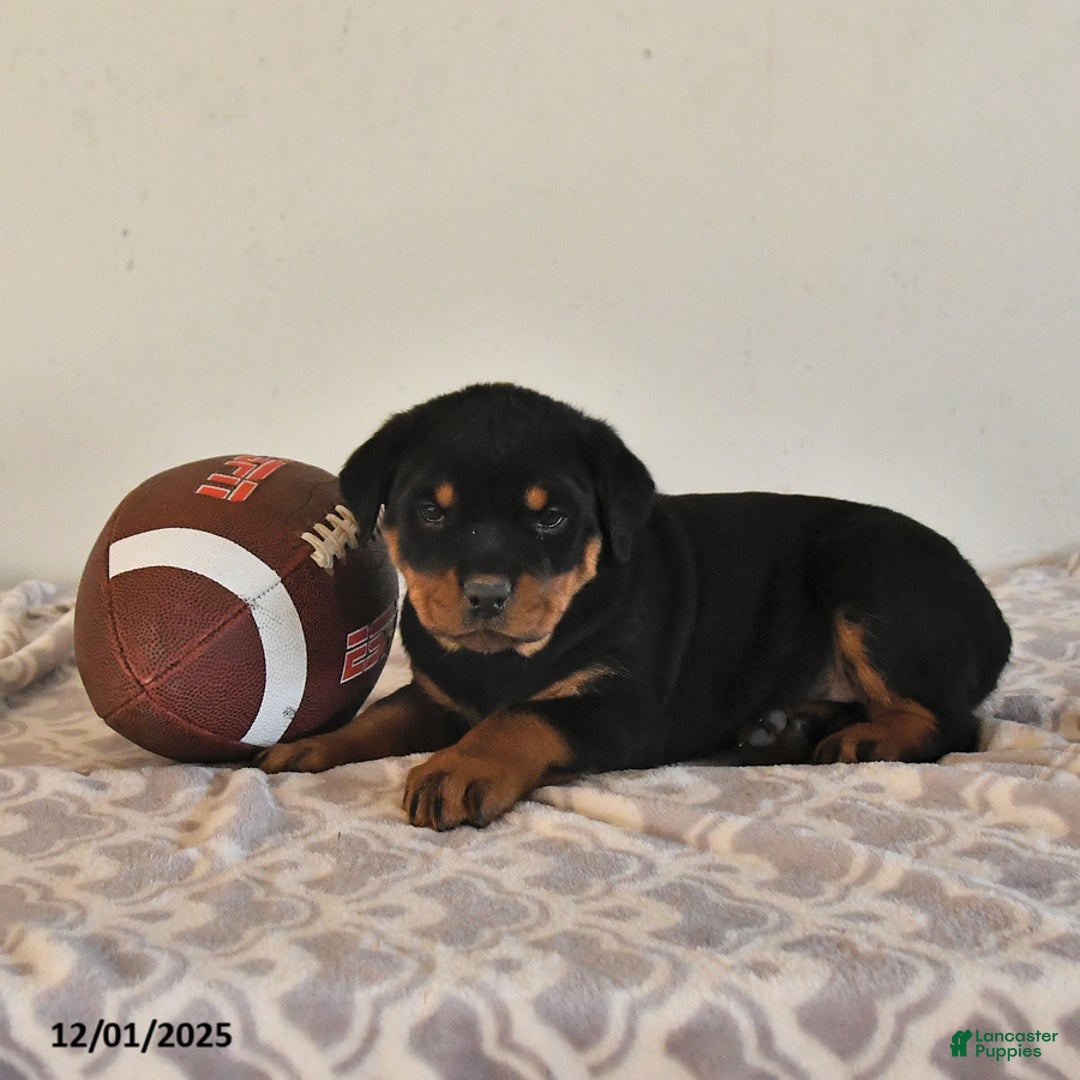 Rottweiler dogs for sale: Noelle - Ad 3
