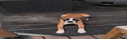 Boxer dogs for sale: Minnie - Ad 4