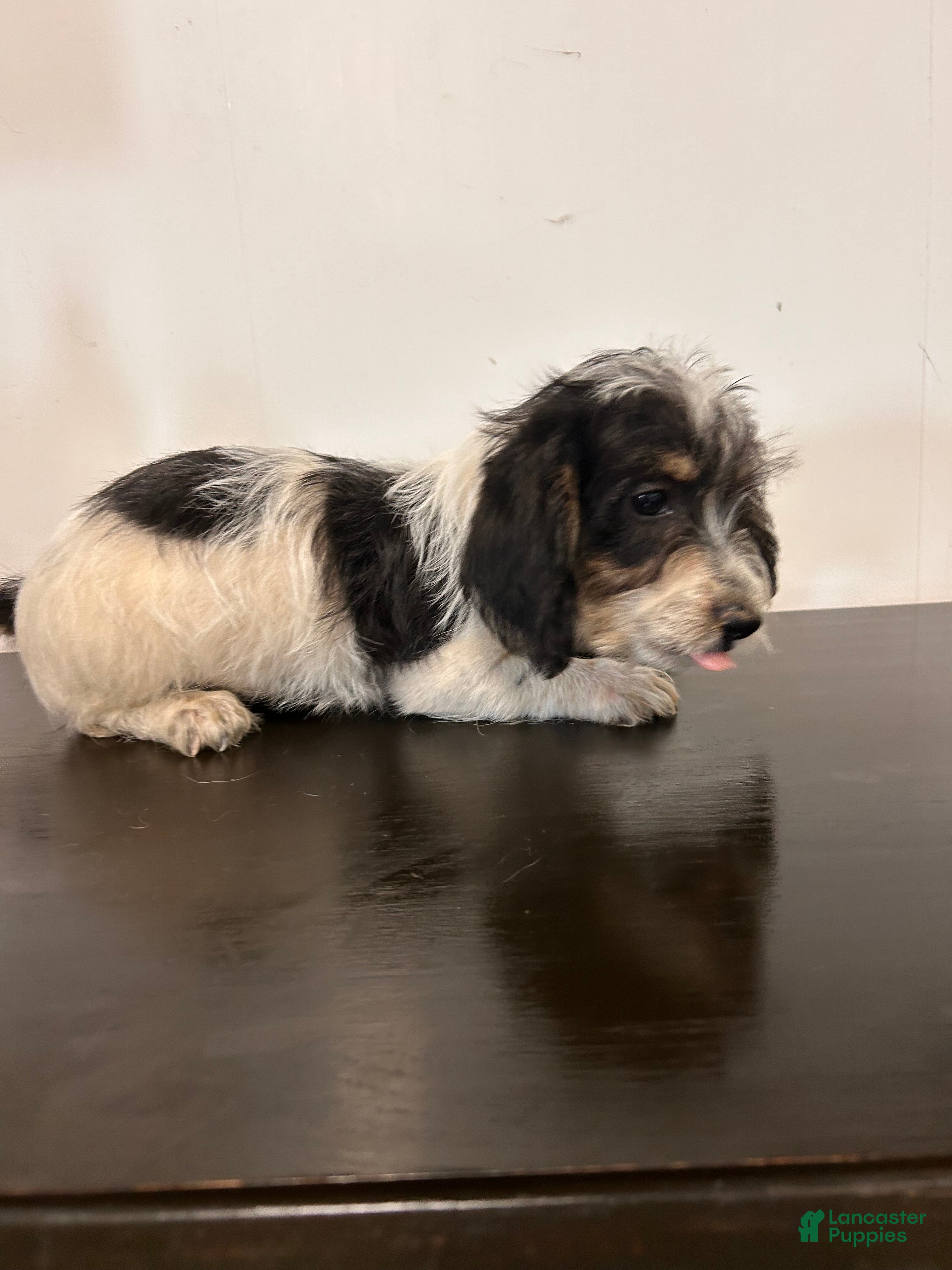 Mixed Breed dogs Colby  - Ad 1