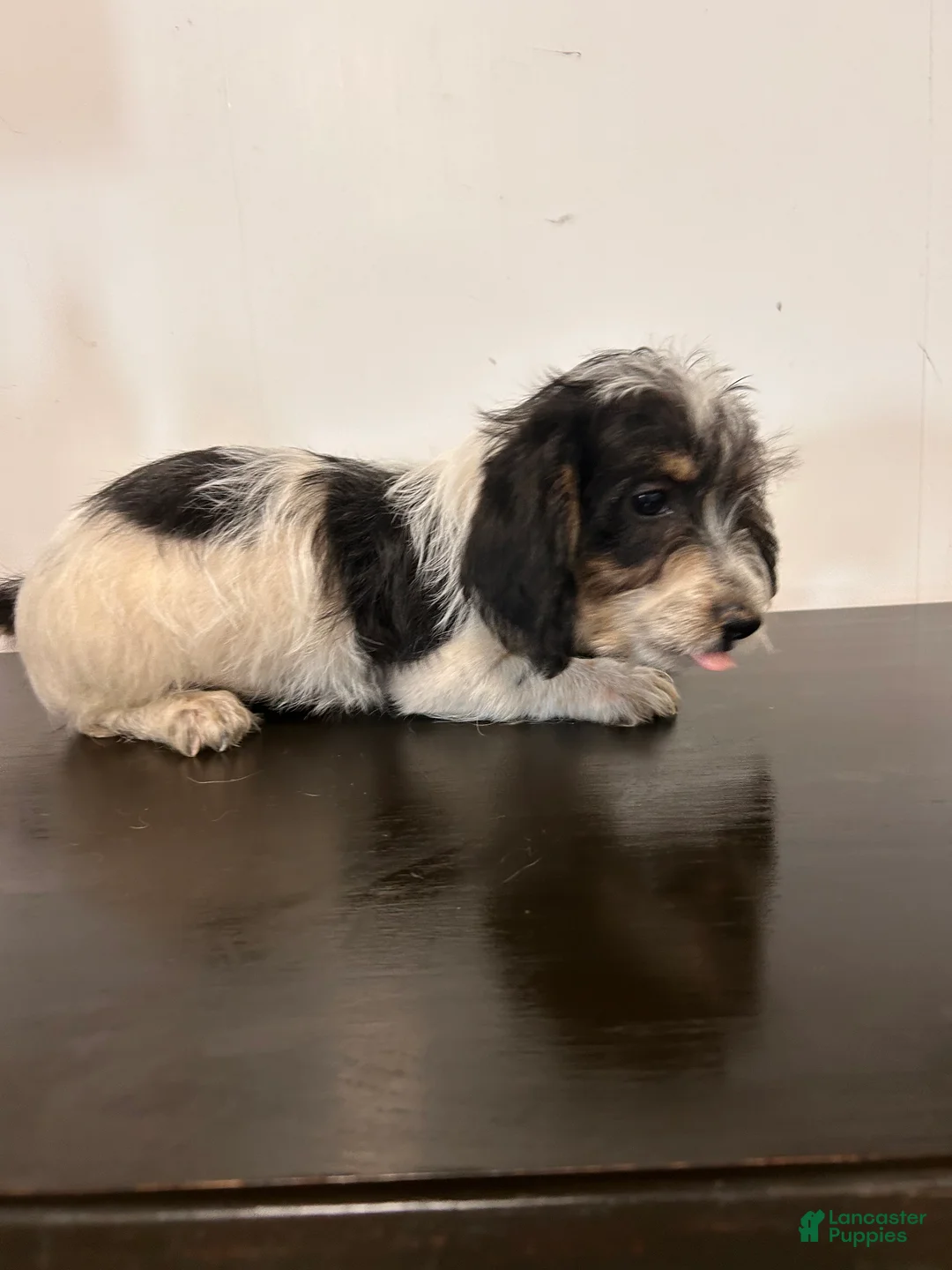 Mixed Breed dogs for sale: Colby  - Ad 1