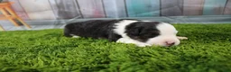 Miniature Australian Shepherd dogs for sale: Ellis - Ad 6