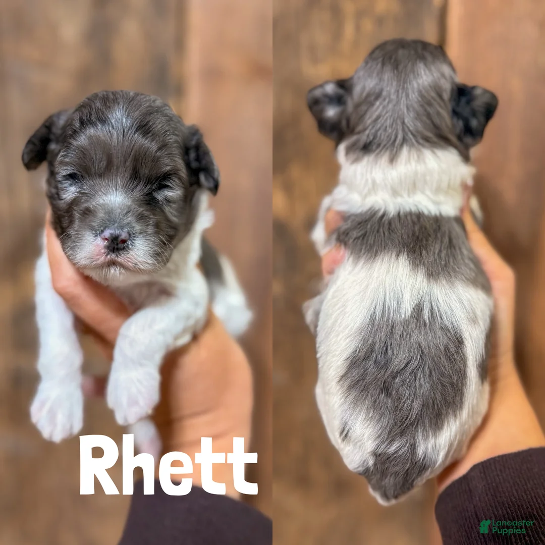 Cavapoo dogs for sale: Rhett F1b Cavapoo Boy 🐶 - Ad 1