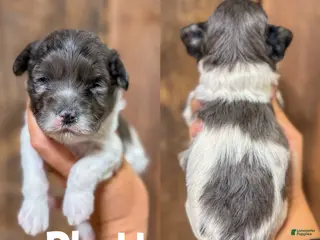 Cavapoo dogs Rhett F1b Cavapoo Boy 🐶 - Ad 21