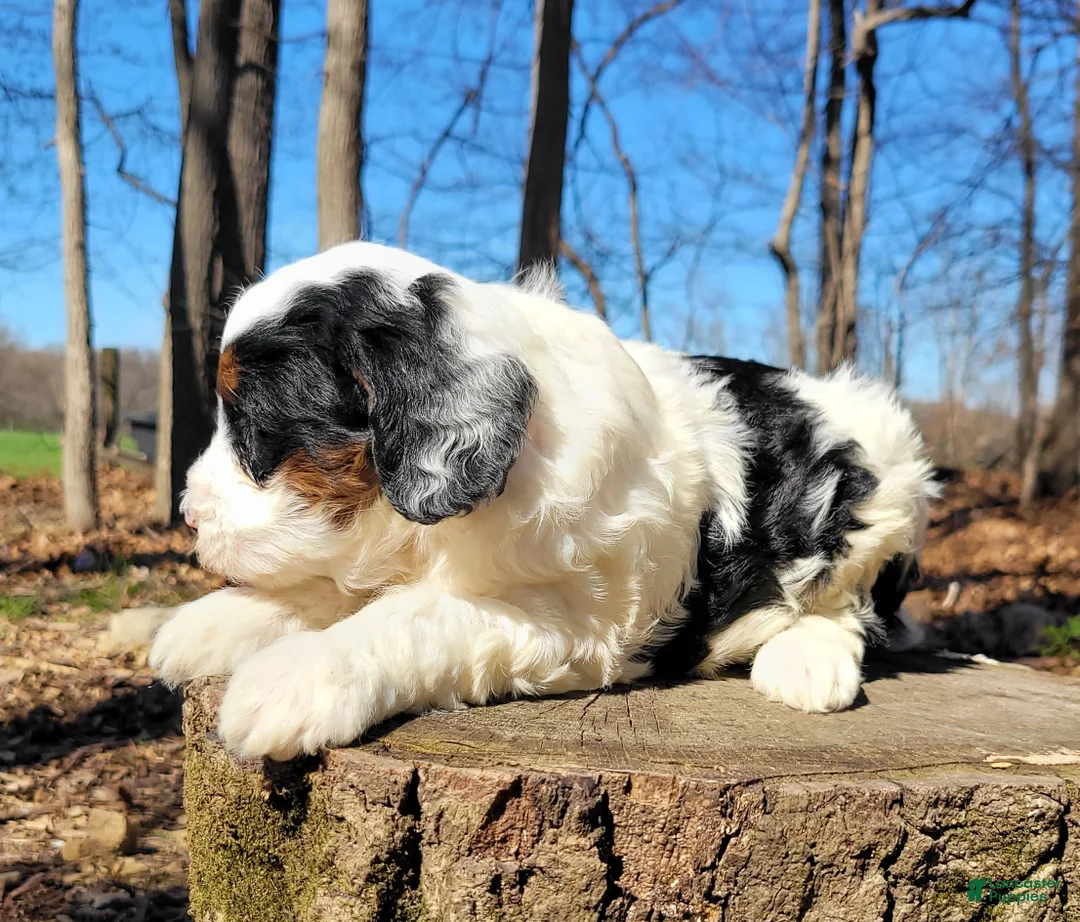 Mini Bernedoodle dogs for sale: Emmy - Ad 1