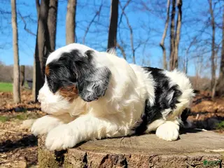 Mini Bernedoodle dogs Emmy - Ad 25