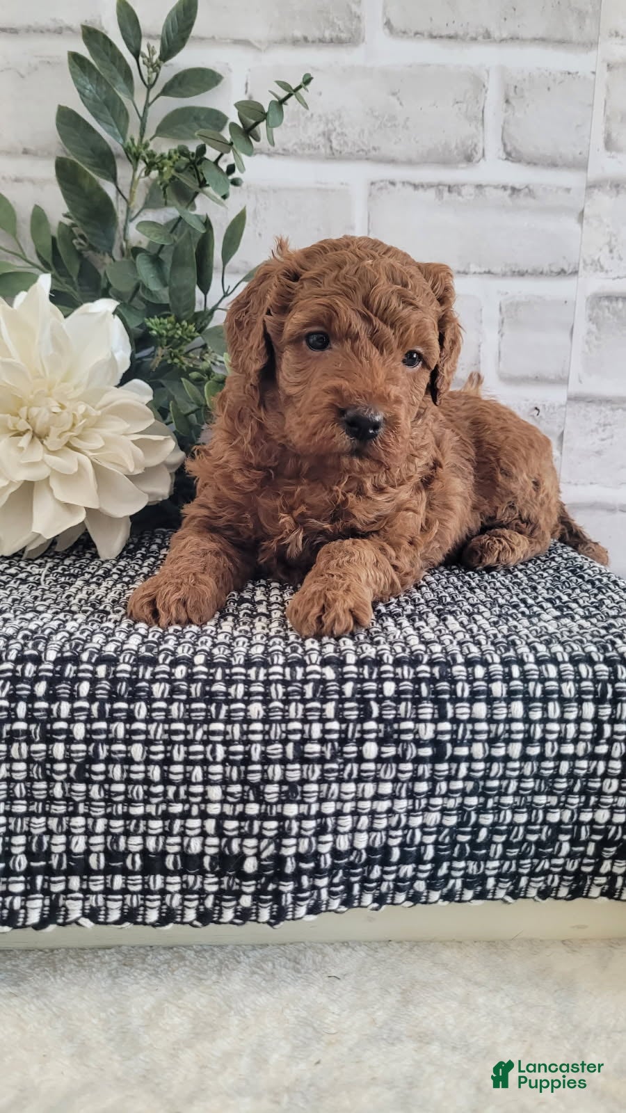 Mini Goldendoodle dogs Mini Goldendoodle Puppy 5 - Ad 26