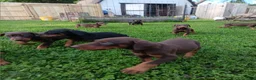 Doberman Pinscher dogs for sale: Doberman Pinscher Puppy 1 - Ad 1