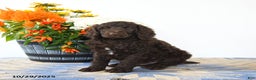 Standard Poodle dogs for sale: Murphy - Ad 2