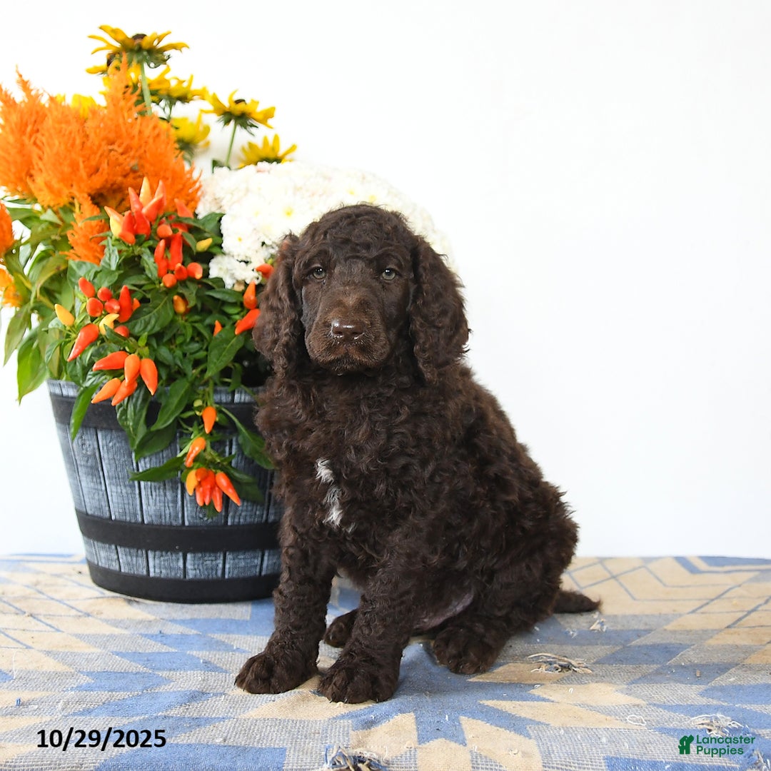 Standard Poodle dogs for sale: Murphy - Ad 2