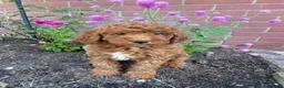 Miniature Poodle dogs for sale: Sadie - Ad 7
