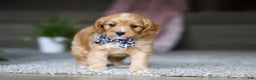 Cavalier King Charles Spaniel dogs for sale: Callie - Ad 6