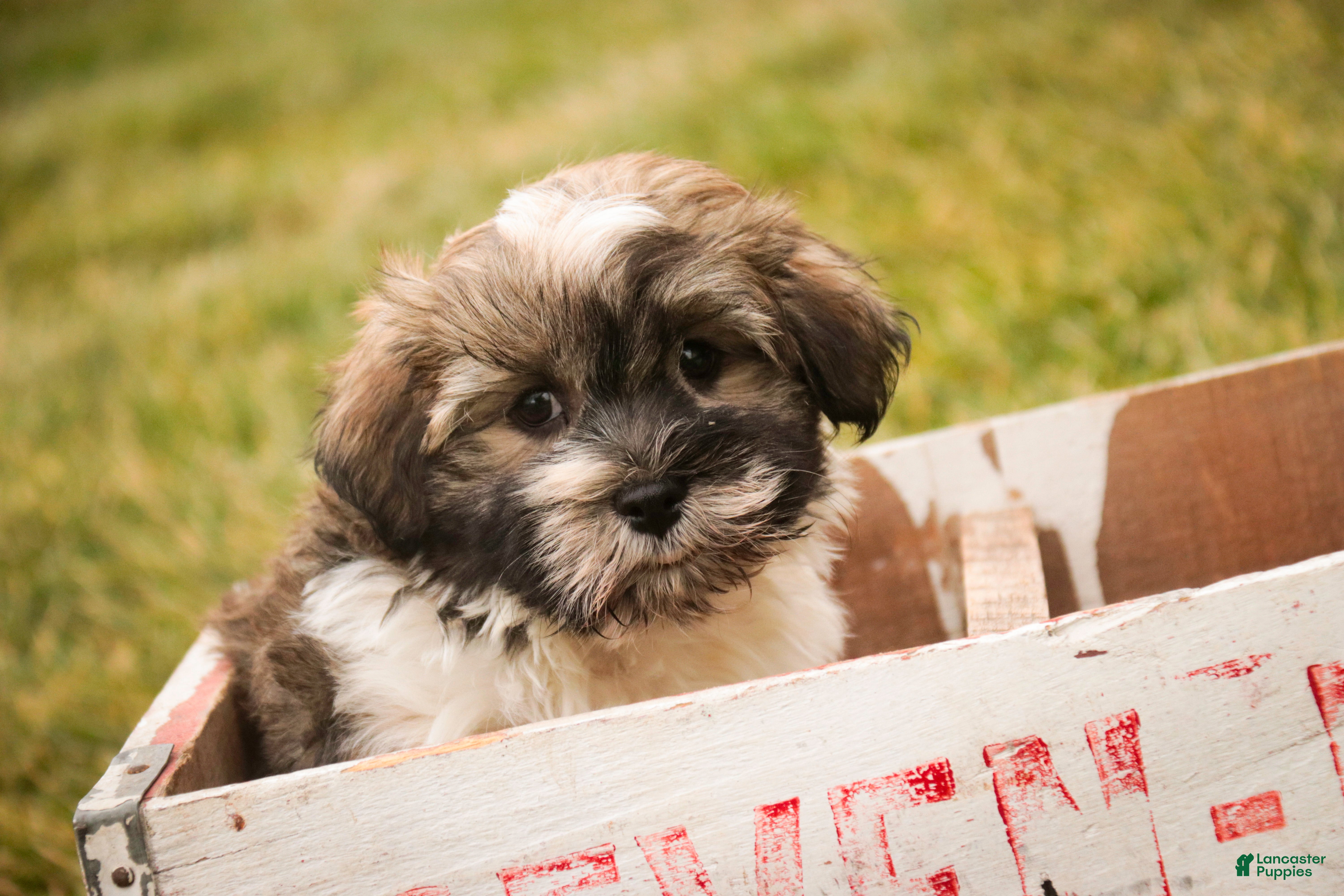 Havanese dogs  Snickerdoodle - Ad 28