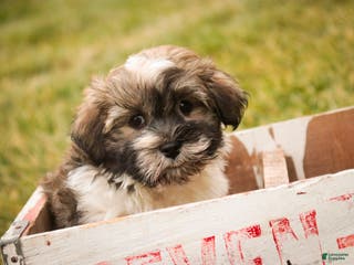 Havanese dogs Snickerdoodle - Ad 28